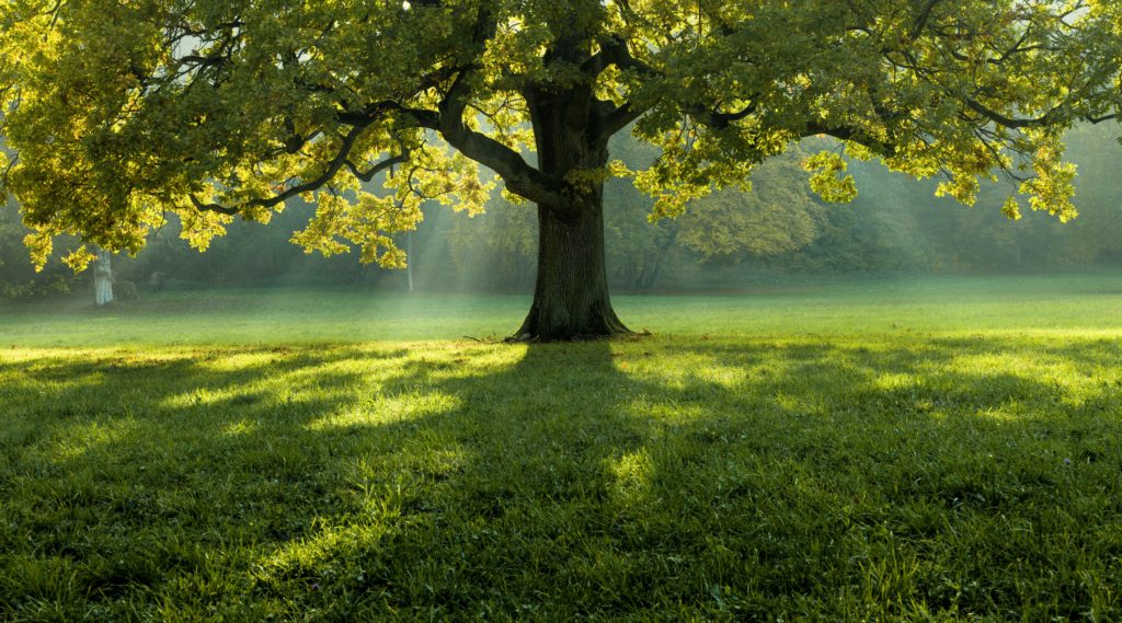 GIGANT Nachhaltigkeit_Baum
